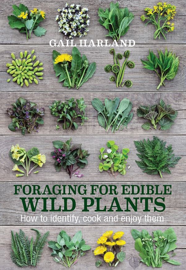 Foraging for Edible Wild Plants