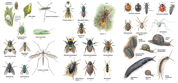 RSPB ID Spotlight: Garden Bugs