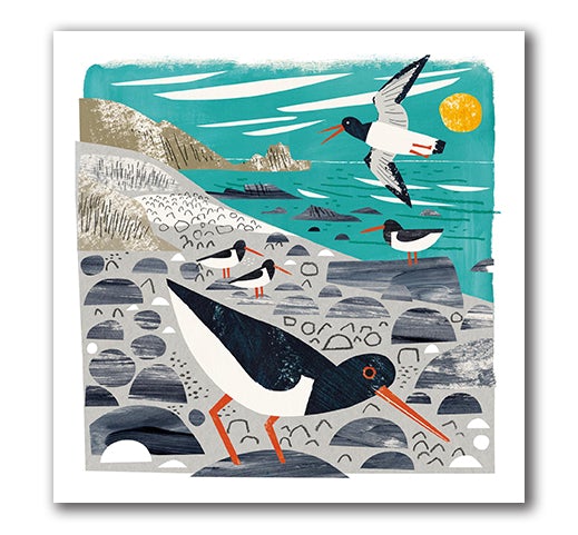Oystercatchers - Matt Johnson